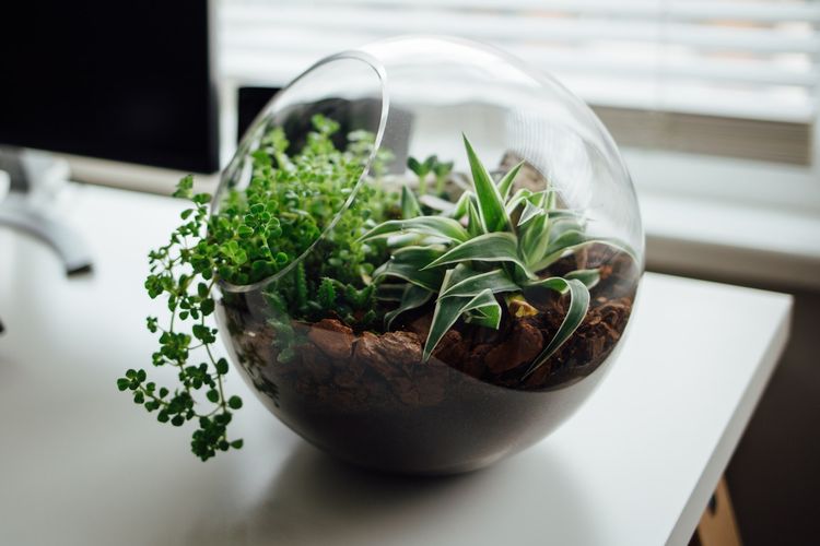 Mengenal Terrarium