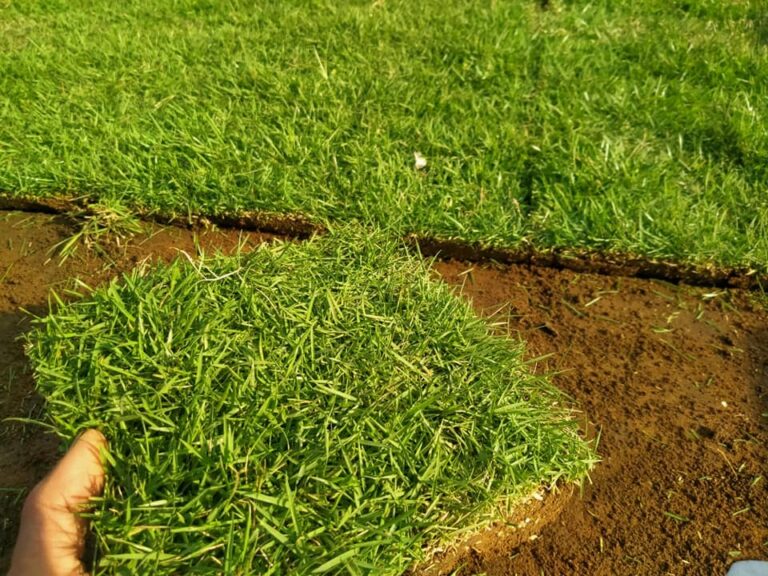 5 Rumput Hias Untuk Mempercantik Tamanmu